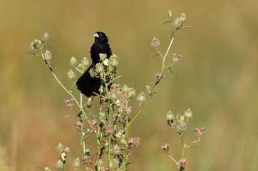 Male White-winged Widowbird in breeding plumage, South Africa