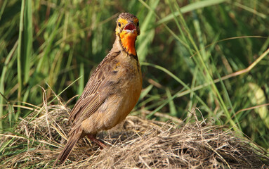 Cape Longclaw, Addo Elephant National Park, South Africa