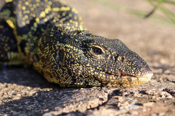 Fototapeta premium Nile Monitor Lizard, Kruger National Park, South Africa