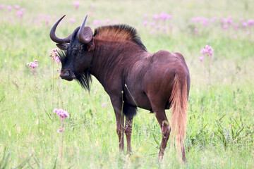 Black Wildebeest, South Africa