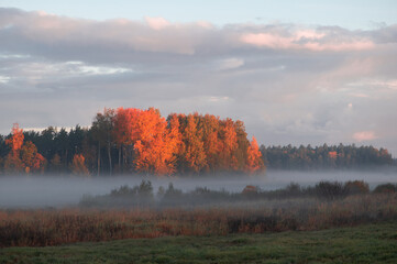 Colorful autumn landscape with trees and fog on field  during sunrise