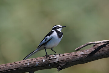 African Pied Wagtail, Kruger National Park, South Africa