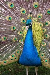 a peacock with splendidly fanned out plumage