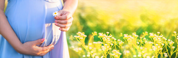 pregnant woman with camomiles in hands. Selective focus.
