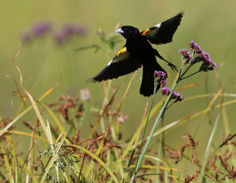 Male White-winged Widowbird in breeding plumage, South Africa