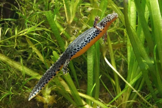 Lateral closeup of an aquatic female Greek alpine salamander, Ichthyosaura alpestris veluchiensis