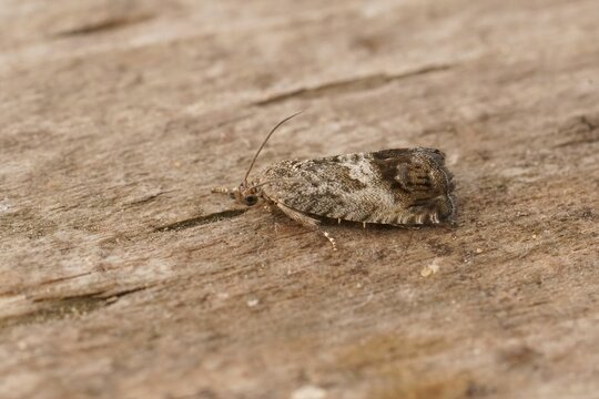 Closeup on the marbled piercer chestnut tortrix moth, Cydia splendana on wood
