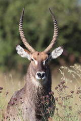 Waterbuck bull, South Africa