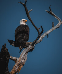 Bald eagle on branch