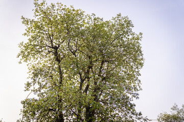 Bäume