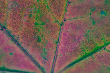 Makroaufnahme von einem Blatt im Herbst