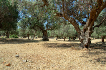 Italy, Tuscany region. Traditional plantation of olive trees.