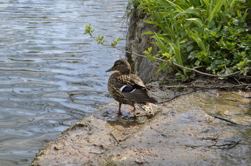 Duck near the pond in the summer