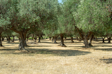 Italy, Tuscany region. Traditional plantation of olive trees.