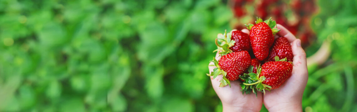 A child with strawberries in the hands. Selective focus. - Powered by Adobe