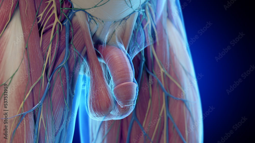 Wall mural 3d rendered medical illustration of the penis anatomy