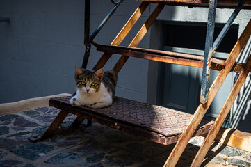 Kitten sitting on rusty metal stairs