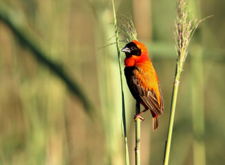 Male Southern Red Bishop in breeding plumage, Kruger National Park, South Africa