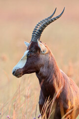 Blesbuck ram profile at dusk, Addo Elephant National Park, South Africa