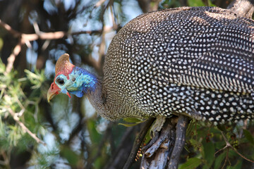 Helmeted Guineafowl, Kruger National Park, South Africa