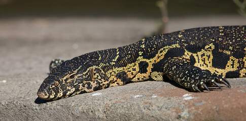 Nile Monitor Lizard, Kruger National Park, South Africa