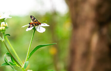 Amata huebneri perched on a small flower.