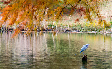 heron in the water