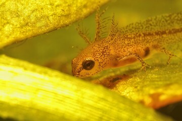 Closeup on an aquatic larvae of the European Carpathian newt, Lissotriton montandoni