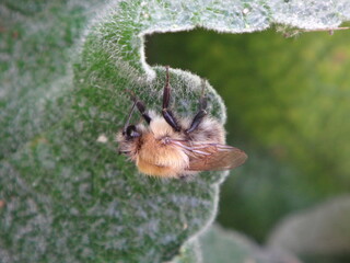 Bumble bee, common carder bee (Bombus pascuorum), resting under a hairy mullein leaf