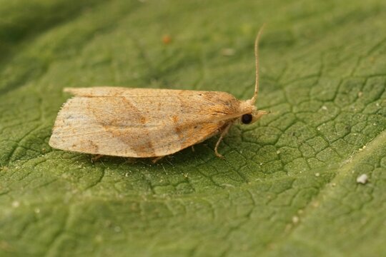 Closeup on a small Common Twist moth, Pandemis cerasana, sitting on a green leaf in the garden