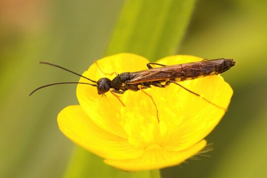 Closeup on a small plant parasitre wasp, Cephus nigrinus sitting on a yellow buttercup flower