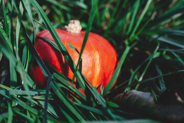 Beautiful bright orange pumpkin in green grass. Halloween preparation, holiday background