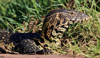 Nile Monitor Lizard, Kruger National Park, South Africa