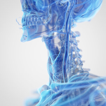 3d rendered medical illustration of the neck anatomy