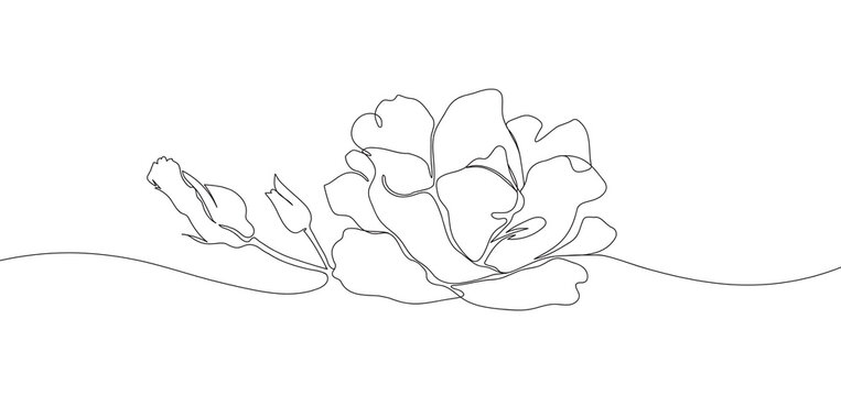 Contour drawing of flower rose on a white background. Rose one line continuous drawing.