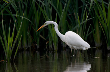 great white heron