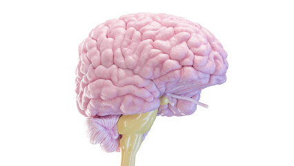 3d rendered medical illustration of the human brain