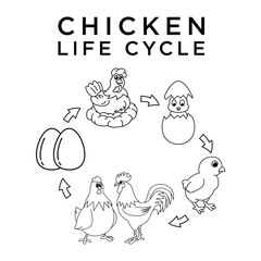 Cute chicken life cycle cartoon characters vector illustration. For kids coloring book.