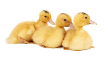 Three yellow young ducklings on a white background.