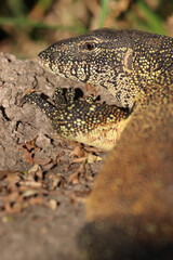 Nile Monitor Lizard, Kruger National Park, South Africa