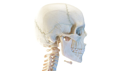3d rendered medical illustration of the human skull