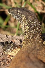 Nile Monitor Lizard, Kruger National Park, South Africa