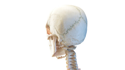 3d rendered medical illustration of the human skull