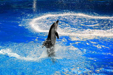 dolphin in water