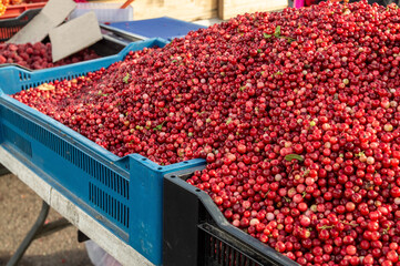 cranberries in a plastic box