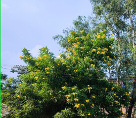 Fototapeta na wymiar yellow flowers tree