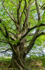 Obraz premium old oak tree