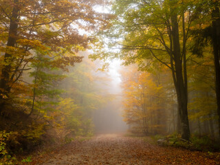 Obraz premium bayerischer wald