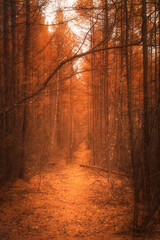 atmospheric autumn scary forest path. creepy but inviting.