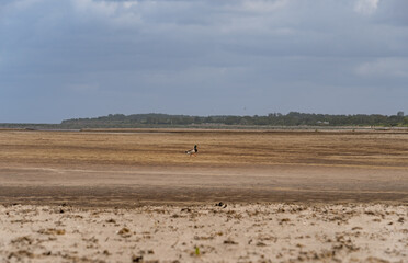 Fototapeta premium bird on a beach